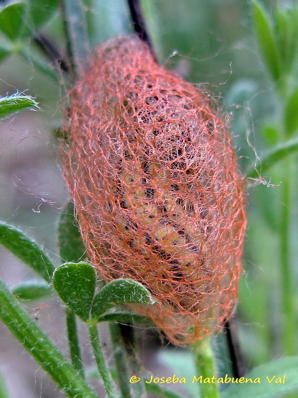Heterogynis sp. - Heterogynidae